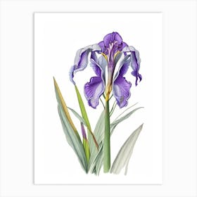 Iris Floral Quentin Blake Inspired Illustration 2 Flower Art Print