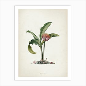 Vintage Ehret 4 Haemanthus Colchici Art Print