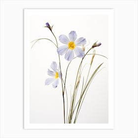 Pressed Wildflower Botanical Art Blue Eyed Grass 2 Art Print