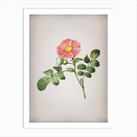 Vintage Japanese Rose Botanical on Parchment n.0242 Art Print
