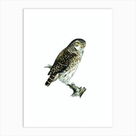 Vintage Eurasian Pygmy Owl Illustration on Pure White n.0054 Art Print