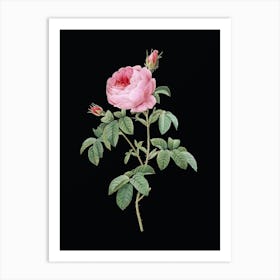 Vintage Provence Rose Bloom Botanical Illustration on Solid Black n.0541 Art Print