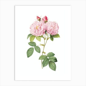 Vintage Italian Damask Rose Botanical Illustration on Pure White n.0759 Art Print