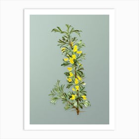 Vintage Caragana Spinosa Botanical Art on Mint Green n.0622 Art Print