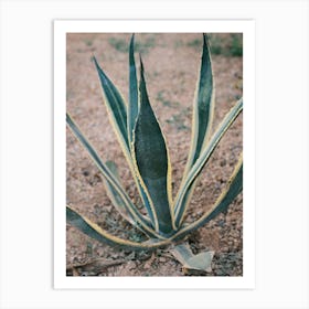 Agave in red ground // Ibiza Nature Photography Art Print