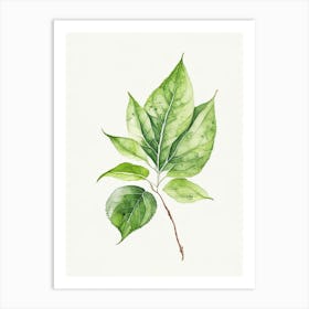 Bergamot Leaf Minimalist Watercolour 3 Art Print