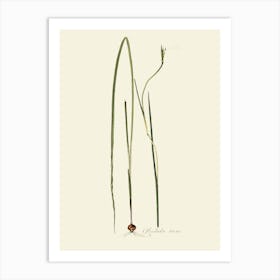 Eucalyptus 9 Art Print