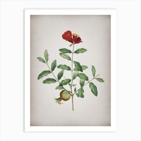 Vintage Pomegranate Branch Botanical on Parchment n.0353 Art Print