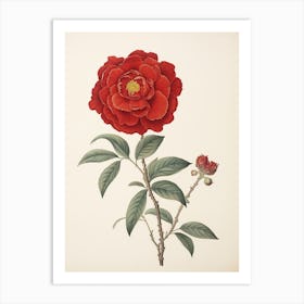 Higanatsu Red Camellia2 Vintage Japanese Botanical Art Print