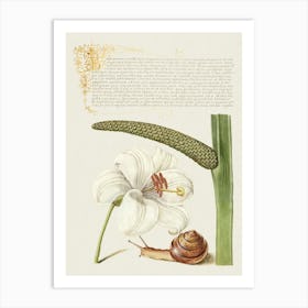 Madonna Lily, Terrestrial Mollusk, And Sweet Flag From Mira Calligraphiae Monumenta, Joris Hoefnagel Art Print