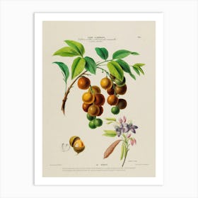 Fruit Of The Guava Tree 1 Art Print