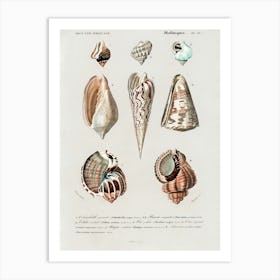 Different Types Of Mollusks, Charles Dessalines D'Orbigny 2 Art Print