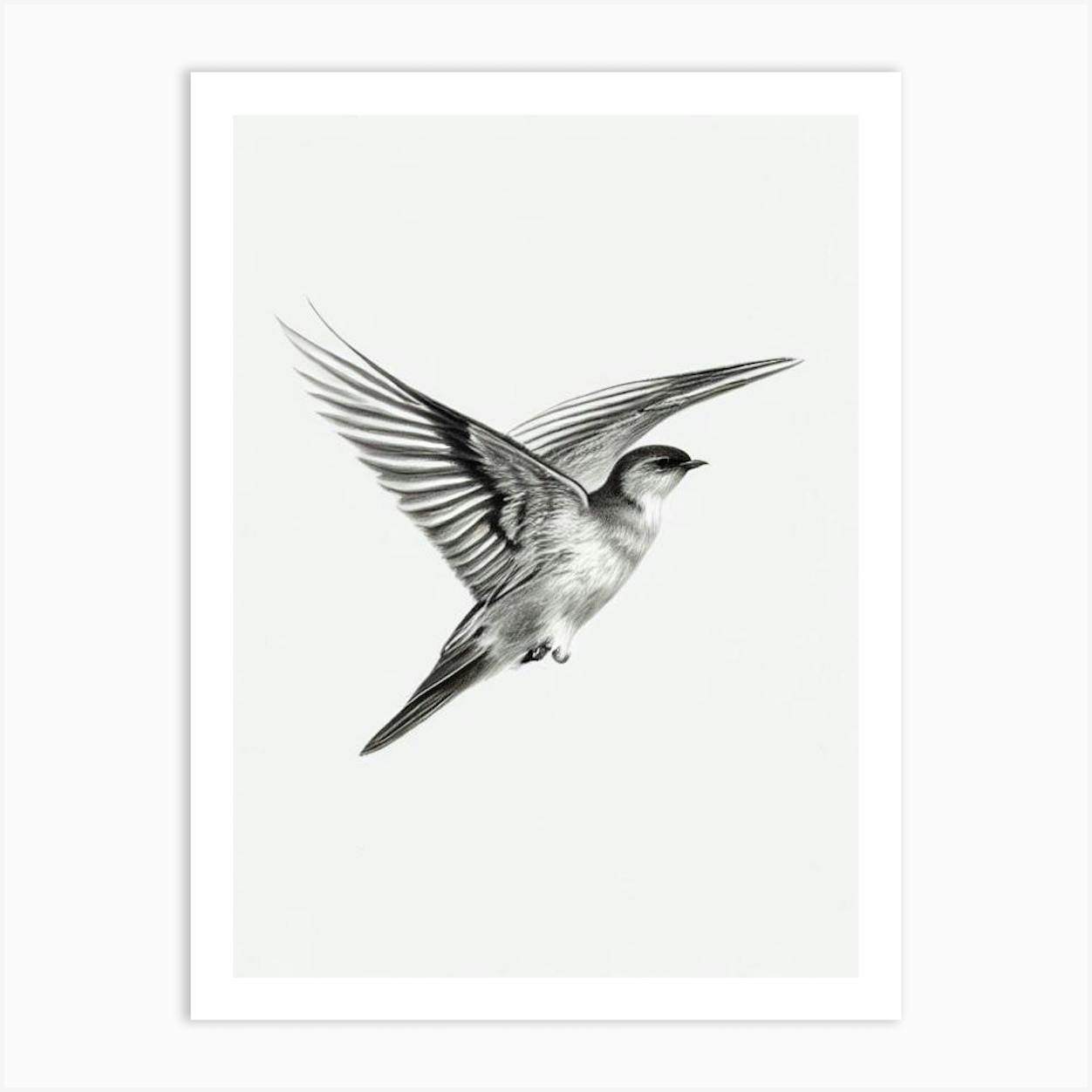 Philip Rickman | A collection of 60 bird pencil sketches | MutualArt