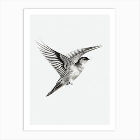 Chimney Swift B&W Pencil Drawing 2 Bird Art Print