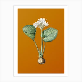 Vintage Cardwell Lily Botanical on Sunset Orange n.0774 Art Print