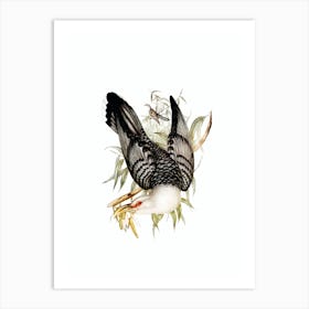 Vintage Channel Bill Cuckoo Bird Illustration on Pure White n.0005 Art Print