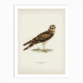 Pale Harrier, Pallid Harrier Female, The Von Wright Brothers Art Print