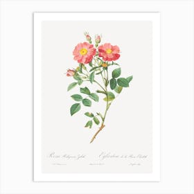 Queen Elizabeth S Sweetbriar, Rosehip Of Queen Elizabeth, Pierre Joseph Redoute Art Print