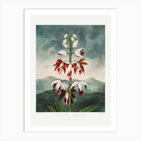 Vintage Botanical Temple Of Flora _2476832 Art Print