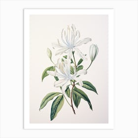 Honeysuckle Flower Vintage Botanical 3 Art Print