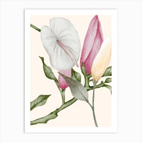 Calla lily and magnolias Art Print