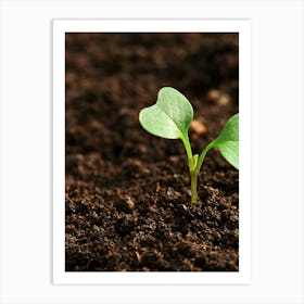 Small Seedling In The Dirt Art Print
