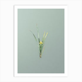 Vintage Yellow Iris Botanical Art on Mint Green n.0054 Art Print