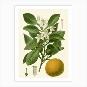 Orange Blossom Art Print