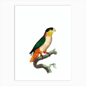 Vintage Black Headed Parrot Bird Illustration on Pure White n.0012 Art Print