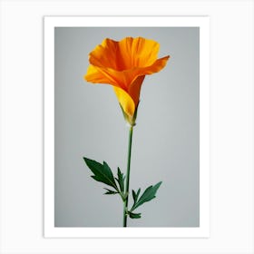 California orange Poppy Art Print