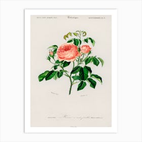 Cabbage Rose (Rosa Centifilia), Charles Dessalines D'Orbigny Art Print