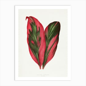 Vintage Botanical Art Print _2643245 Art Print