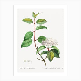 Blackhaw, Pierre Joseph Redoute Affiche