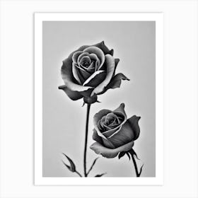 Rose B&W Pencil 2 Flower Art Print
