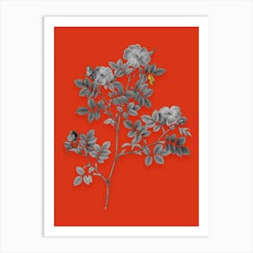 Vintage Rose Corymb Black and White Gold Leaf Floral Art on Tomato Red n.0352 Art Print