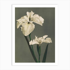 Two Iris Flowers Art Print