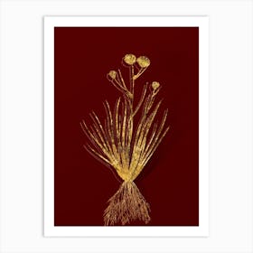 Vintage Blue Corn Lily Botanical in Gold on Red n.0534 Art Print