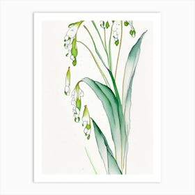 Lily Of The Valley Herb Minimalist Watercolour 2 Art Print