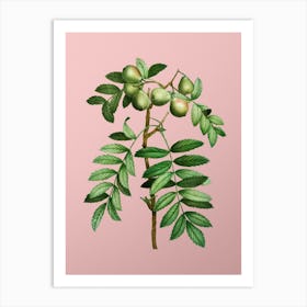 Vintage Service Tree Botanical on Soft Pink n.0248 Art Print