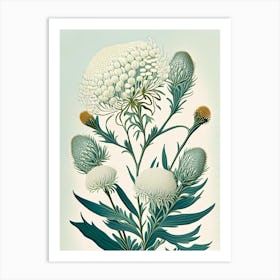Pearly Everlasting Wildflower Vintage Botanical Art Print