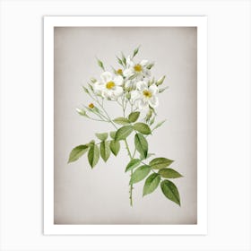 Vintage Musk Rose Botanical on Parchment Art Print