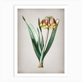 Vintage Knysna Lily Botanical on Parchment n.0841 Art Print