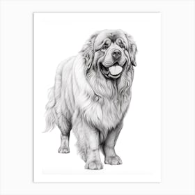 Newfoundland Dog, Line Drawing 3 Art Print