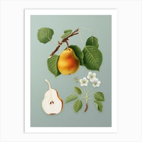 Vintage Pear Botanical Art on Mint Green n.0591 Art Print