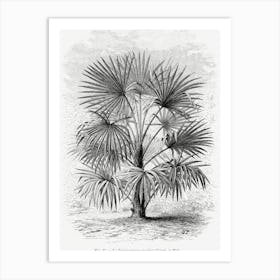 Vintage Palm Tree Art Print _2643193 Art Print