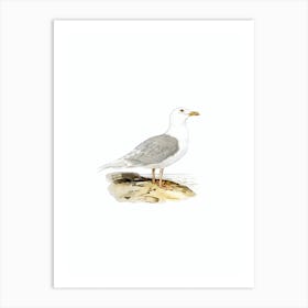 Vintage Iceland Gull Bird Illustration on Pure White Art Print