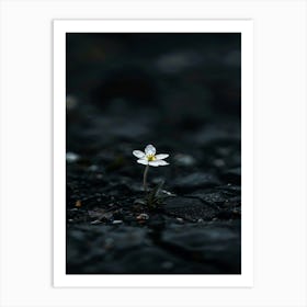 Flower In The Dark 79 Art Print