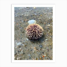 Sea Urchin Art Print