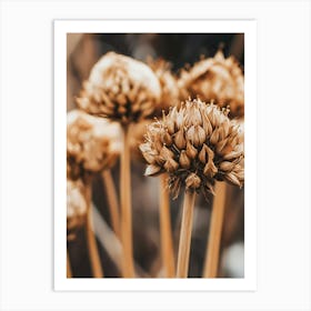 Dried Flowers Art Print