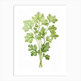 Cilantro Vintage Botanical Herbs 5 Art Print